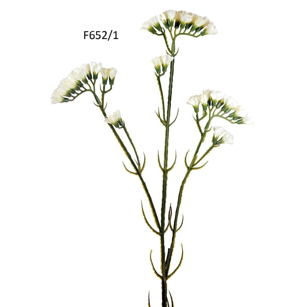 R.SIEMPRE VIVA BLANCA 63cm