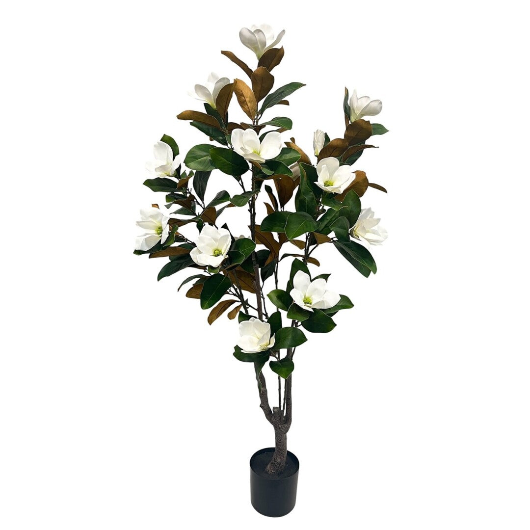 PLANTA MAGNOLIAS BLANCA 150cm