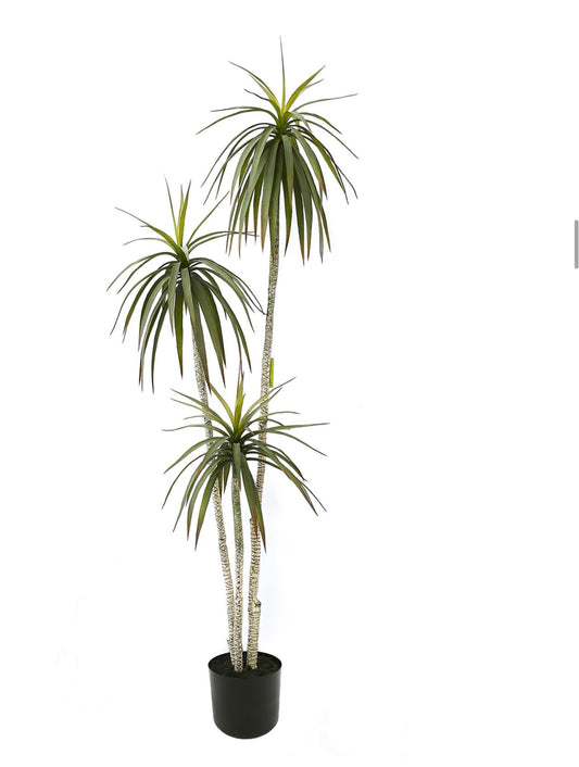 PL.DACRENA X3 VERDE 180cm