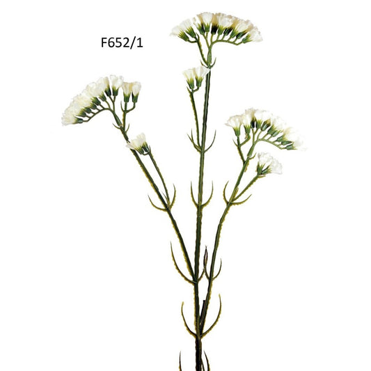 R.SIEMPRE VIVA BLANCA 63cm