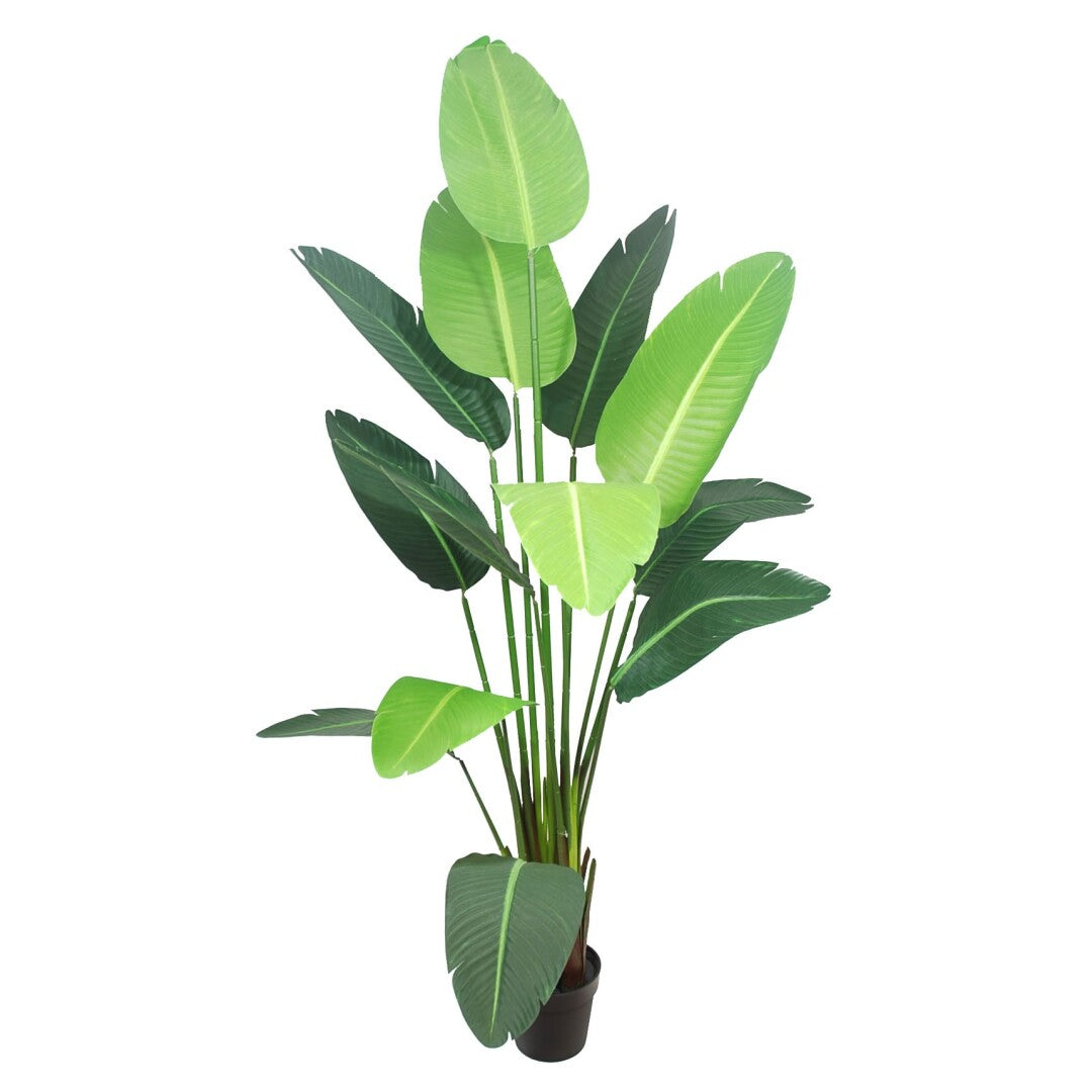 PL.ESTERLICIA 115cm C/MACETERO