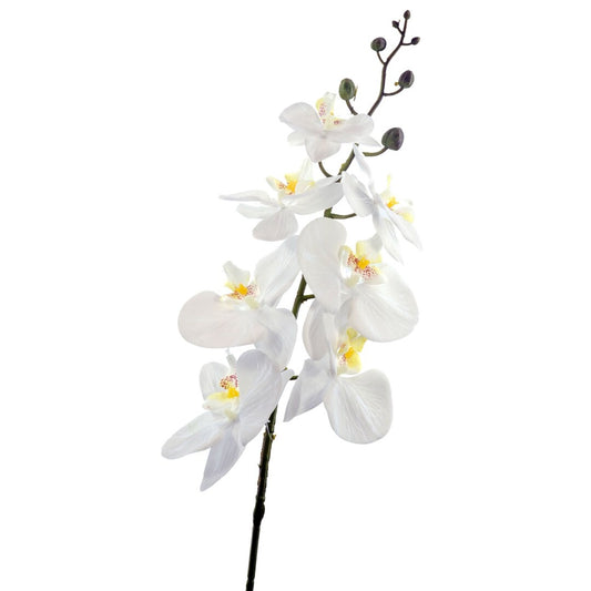 ORQUIDEA X7 CREMA 86cm