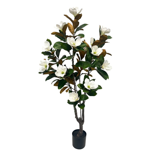 PLANTA MAGNOLIAS BLANCA 150cm