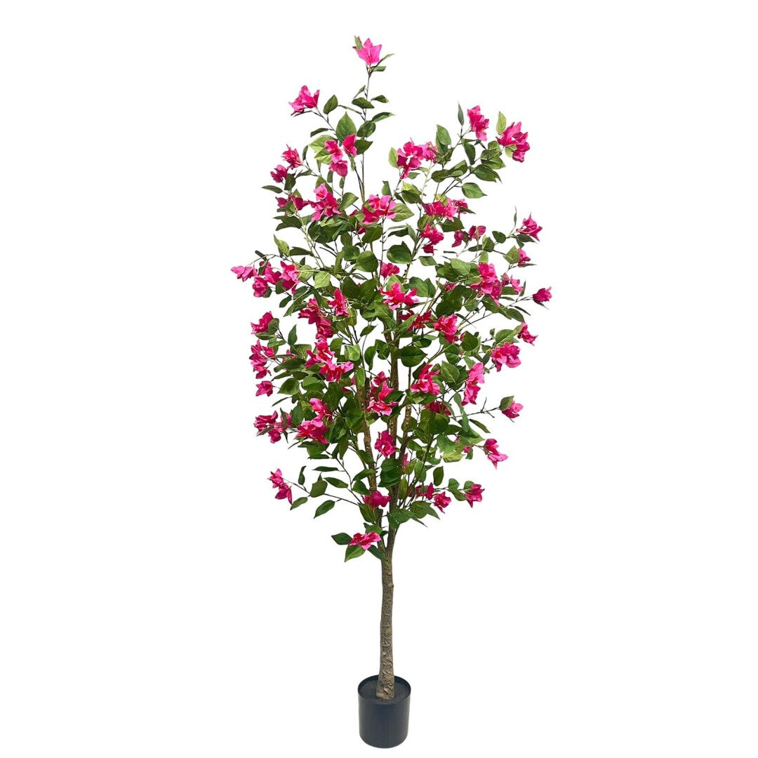 ARBOL BUGANVILLA 200cm